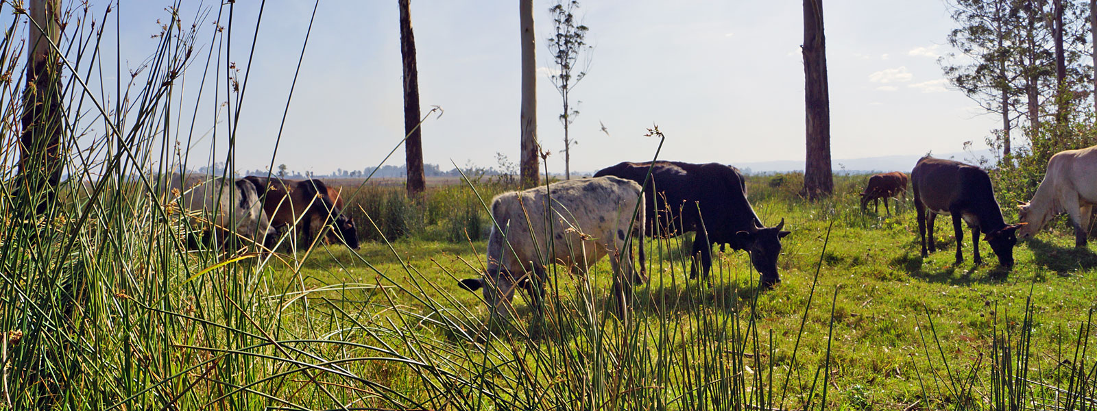 cows-on-field-2